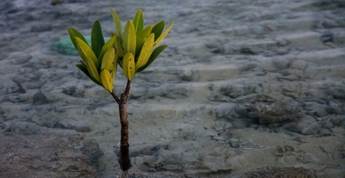 coastal-baby-tree_388x201