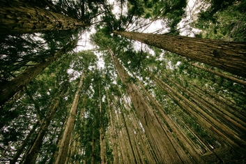 forest_353x225